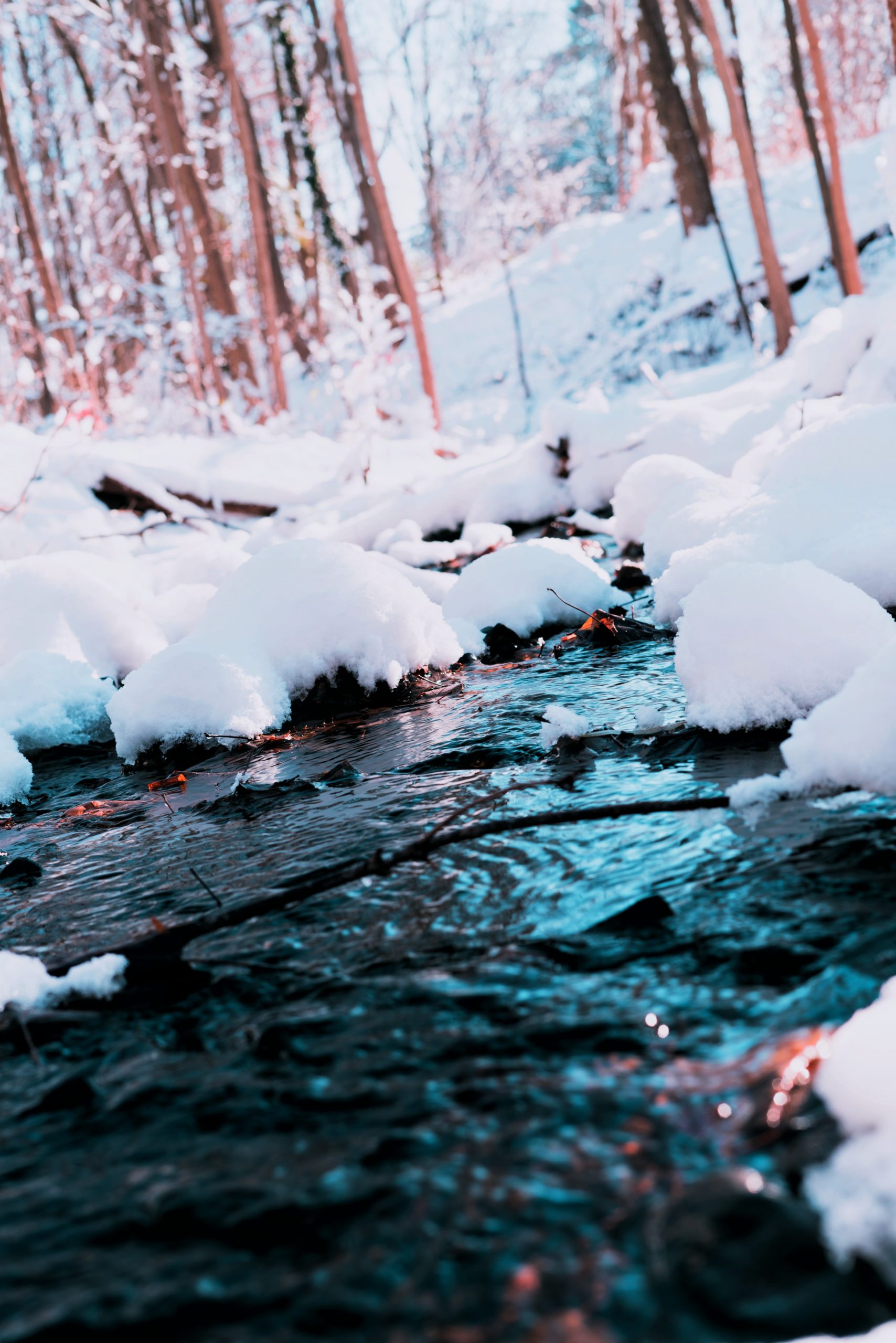 Snowy Forest During A Winter Journey to Wisconsin Dells