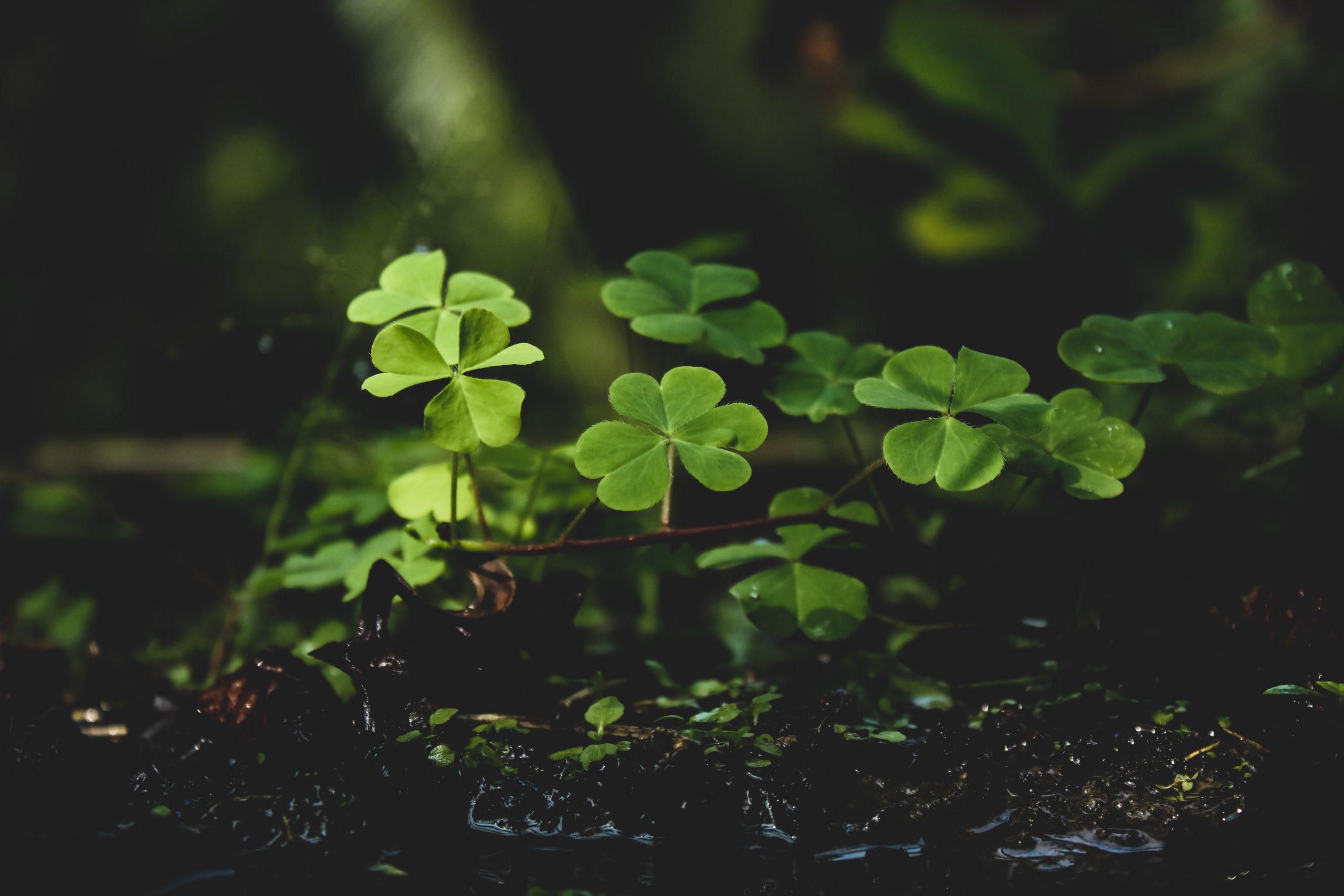 Four Leaf Clovers Growing in the Dirt