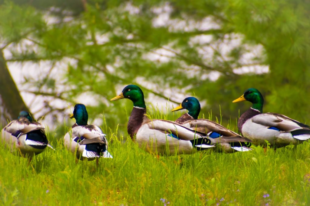 The Ultimate Guide to Winter and Spring in Wisconsin Dells | Spring Brook